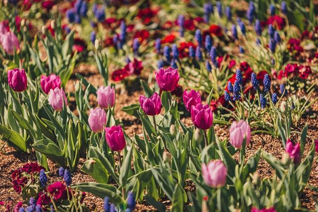 Für die Tulpen bleiben nur noch wenige Tage, ehe sie verblüht sein werden