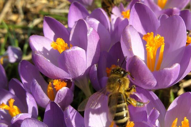 Honigbiene auf Krokusse | Foto: Bildrechte: Imkerverband Rheinland