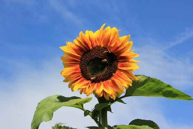 Honigbienen auf Sonnenblume | Foto: Bildrechte: Imkerverband Rheinland
