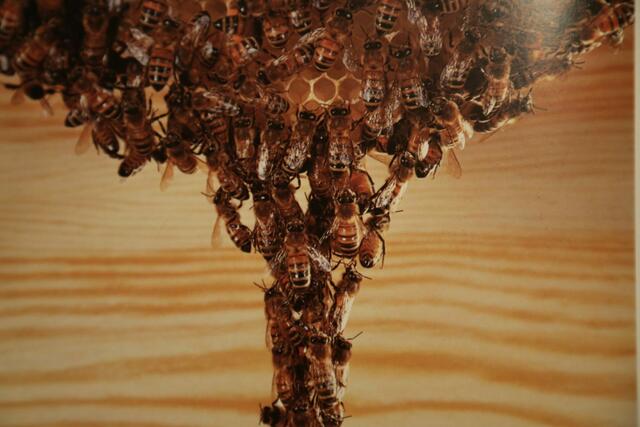 Honigbienen | Foto: Bildrechte: Imkerverband Rheinland