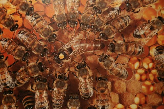 Bienen und ihre Königin  | Foto: Bildrechte: Imkerverband Rheinland