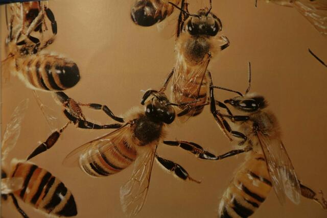 Bienenkette | Foto: Bildrechte: Imkerverband Rheinland