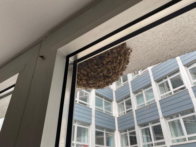 Ungebetener Besuch.  | Foto: Polizei Köln