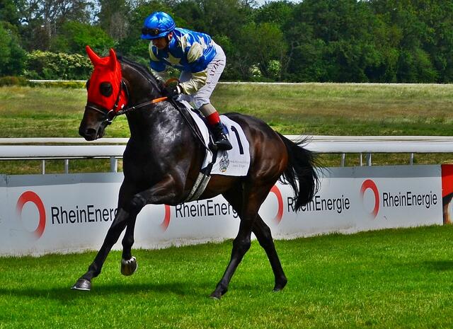 Aufgalopp für "Anger" zum Mehl-Mülhens-Rennen 2023 | Foto: Horst Nauen