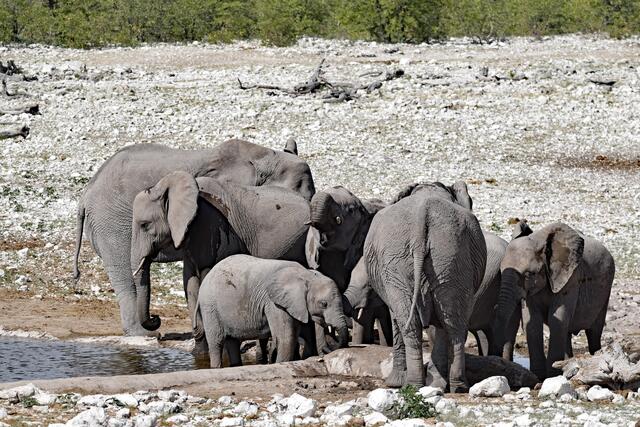 Elefanten im Etosha NP | Foto: Martina Schäfer, Bad Honnef-Orscheid