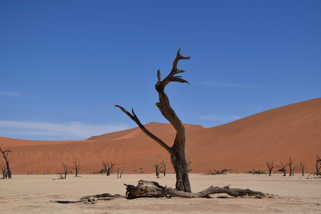 Dead Vlei | Foto: Martina Schäfer, Bad Honnef-Orscheid