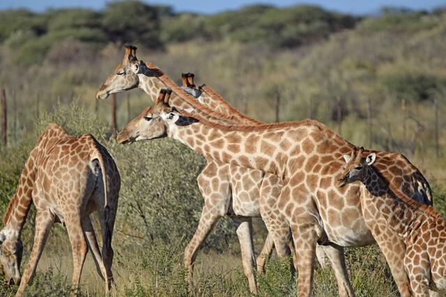 Giraffen im Etosha NP | Foto: Martina Schäfer, Bad Honnef-Orscheid