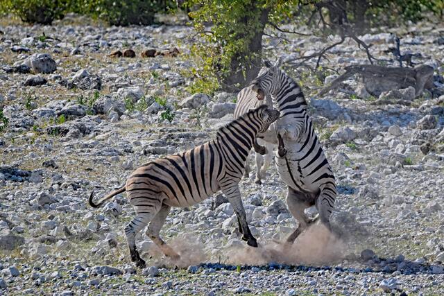 Kämpfende Zebras im Etosha NP | Foto: Martina Schäfer, Bad Honnef-Orscheid