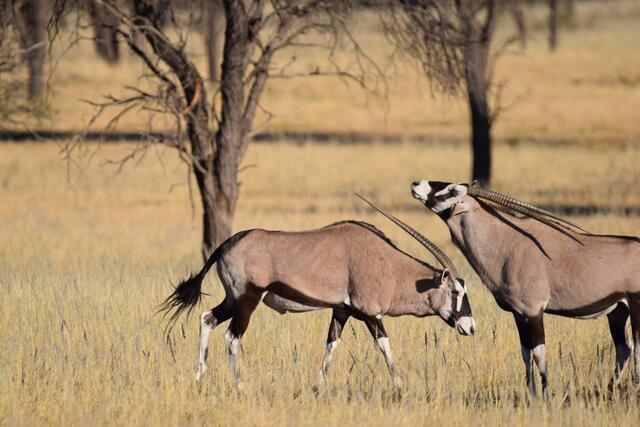 Oryx in der Kalahari | Foto: Martina Schäfer, Bad Honnef-Orscheid