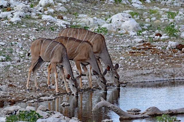 Kudus am Wasserloch im Etosha NP | Foto: Martina Schäfer, Bad Honnef-Orscheid