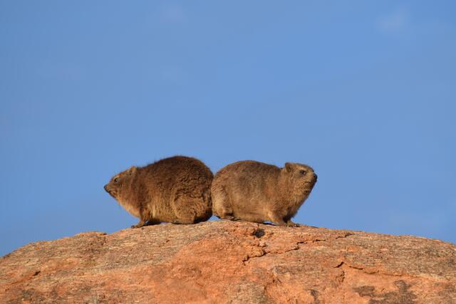 Klippschliefer im Gondwana Canyon Park | Foto: Martina Schäfer, Bad Honnef-Orscheid