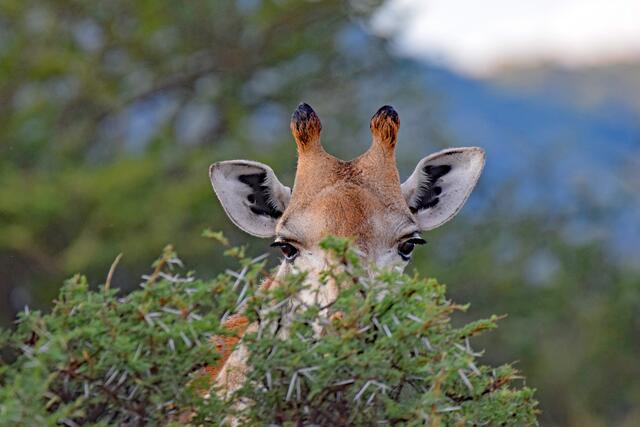 Giraffe auf der Gabus Game Ranch | Foto: Martina Schäfer, Bad Honnef-Orscheid