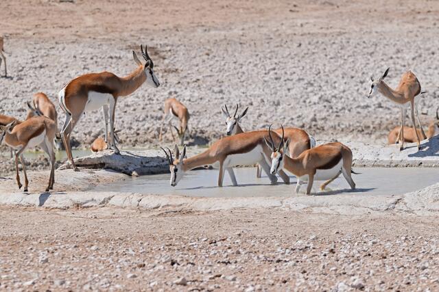 Springböcke am Wasserloch im Etosha NP | Foto: Martina Schäfer, Bad Honnef-Orscheid