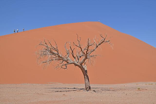 Düne im Sossusvlei | Foto: Martina Schäfer, Bad Honnef-Orscheid