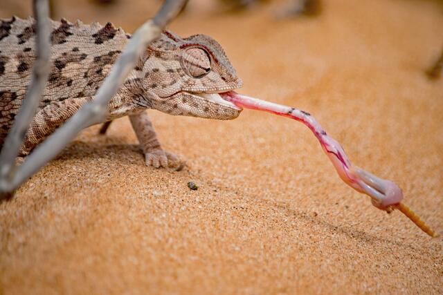 Chamäleon in der Namibwüste | Foto: Martina Schäfer, Bad Honnef-Orscheid