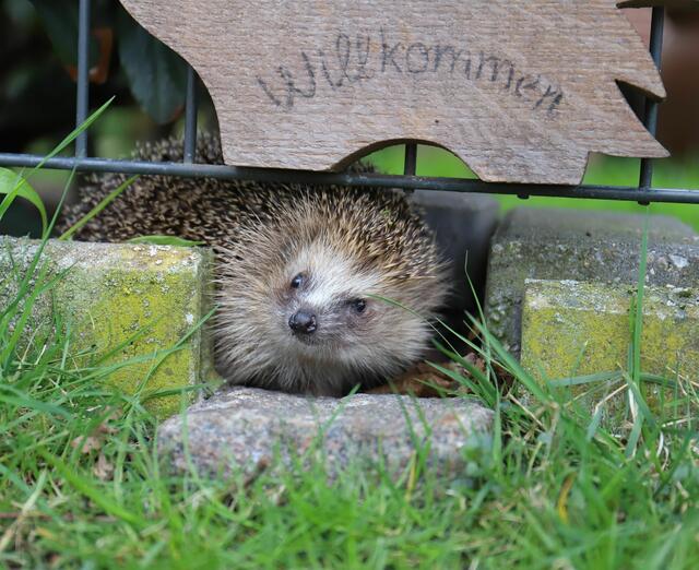 Mauerdurchlass | Foto: Igelpflege Rotenburg-Wümme