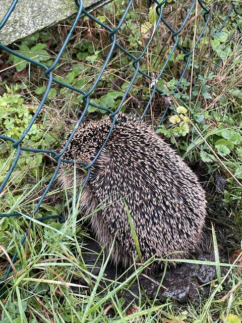 Undurchlässige Zäune = Gefahr für Igel | Foto: Igelpflege Rotenburg-Wümme