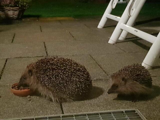 Mutter - Kind - Gespann am Futterplatz | Foto: Simone Bergheim, Igelhilfe Erftstadt