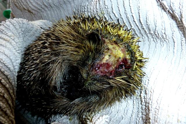 Hochgradig infizierte Kopfverletzung durch Rasentrimmer | Foto: Brigitte Liepe, Igelhilfe Eschweiler