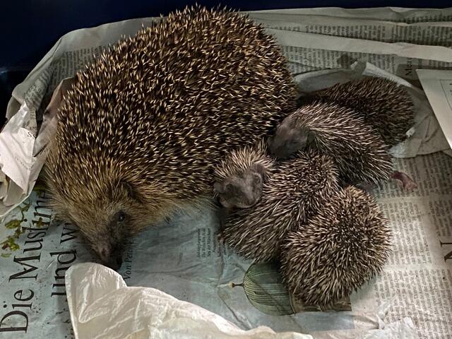 Kranke Igelmutter mit Welpen | Foto: Karin Oehl, Igelstation Pulheim