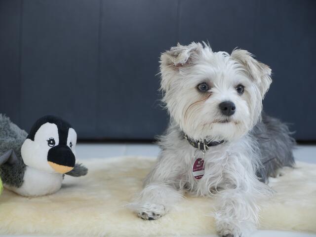 Protagonistin Trixie | Foto: Heinz Könen