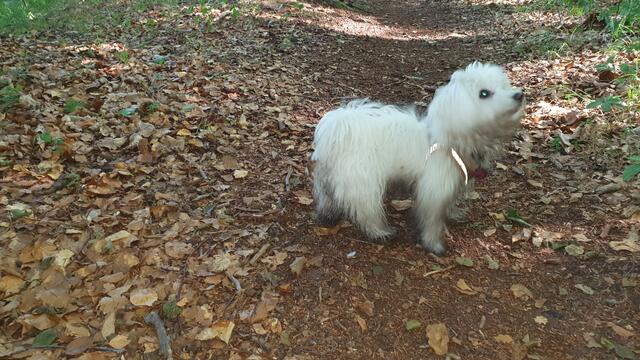 "Dreckspatz" Bine unterwegs | Foto: Heinz Könen