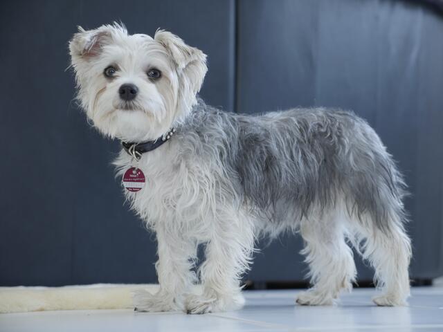 Trixie | Foto: Heinz Könen