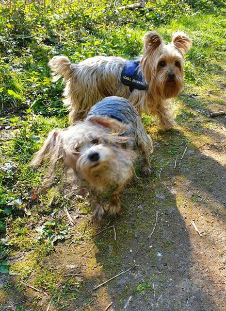 Trixie (vorn) im Anschluss an ein Bad in der Erft | Foto: Heinz Könen