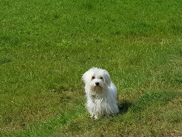 Meine Wiese und ich... | Foto: Heinz Könen
