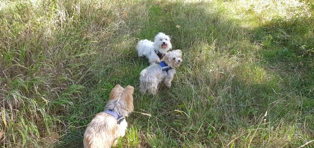 Leila, Trixie &amp; Bine | Foto: Heinz Könen