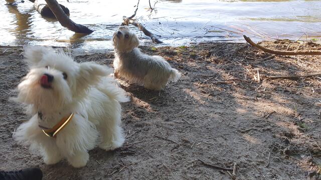 Bine (vorn) mit Trixie | Foto: Heinz Könen