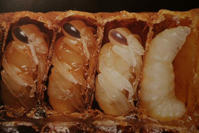 Bienen in der Zelle  | Foto: Bildrechte: Imkerverband Rheinland