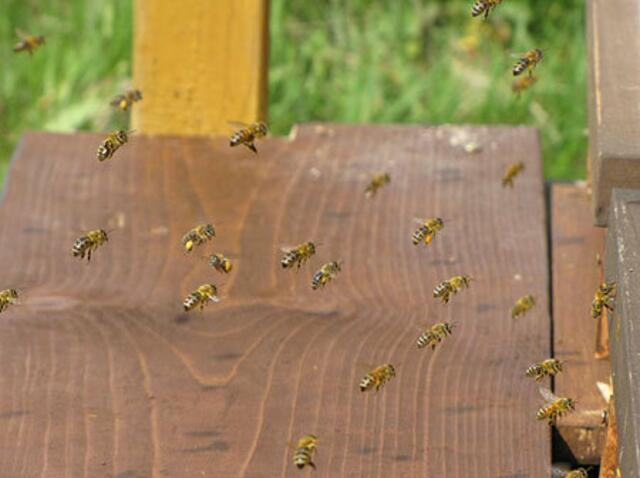 Honigbienen tragen Pollenhöschen in den Stock | Foto: Bildrechte: Stefania Herod