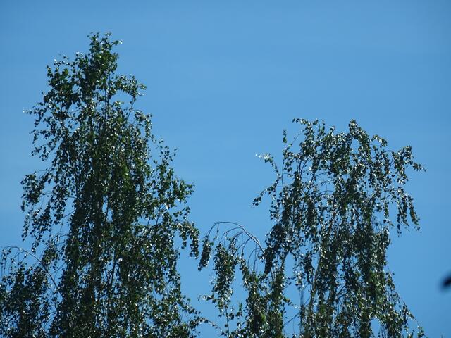 Himmelsblick | Foto: Bildrechte: Stefania Herod