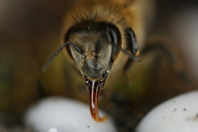 Rüssel der Honigbiene | Foto: Bildrechte: Imkerverband Rheinland
