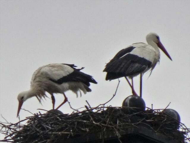 Storch-Salat?  | Foto: Bildrechte: Norbert Herod