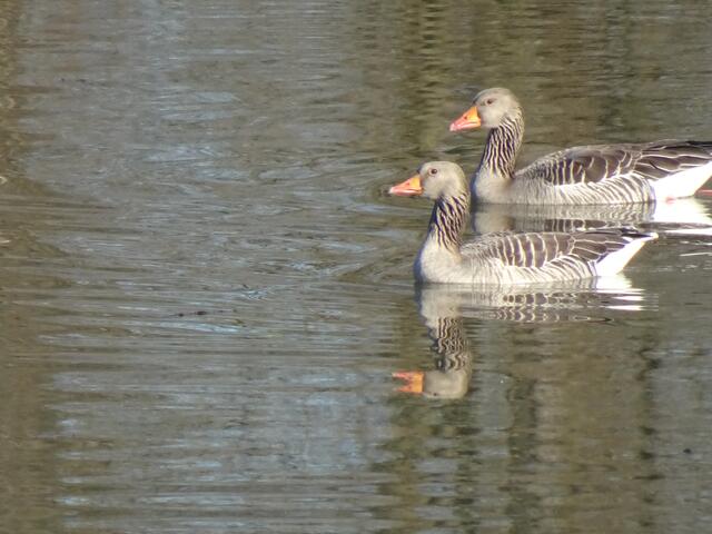 Gefiederte Besucher | Foto: Bildrechte: Norbert Herod