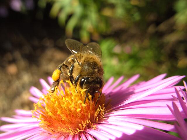 Honigbiene mit Pollenhöschen | Foto: Bildrechte: Imkerverband Rheinland