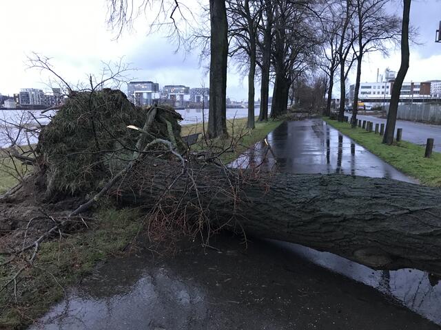 Zahlreiche Bäume auf der Alfred Schütte Allee wurden entwurzelt.  | Foto: Büge
