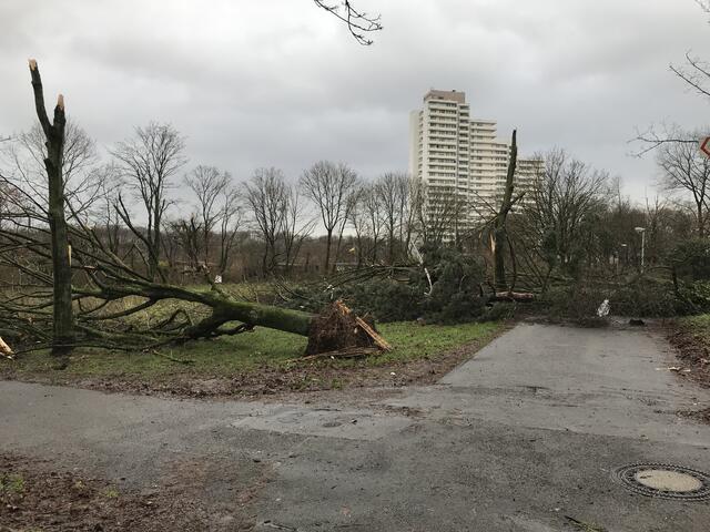 Im Umfeld des Traktorspielplatzes wurden zahlreiche große Bäume entwurzelt oder umgerissen.  | Foto: Büge