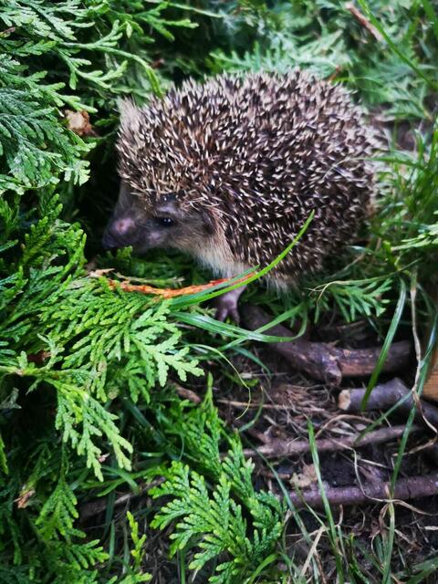 Igel im Außengehege | Foto: privat