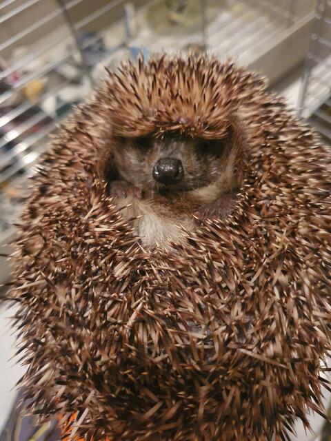 Kranker Igel auf Station | Foto: Karin Oehl, Igelstation Pulheim seit 1973