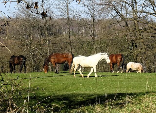 Pferde | Foto: Bildrechte: Stefania Herod