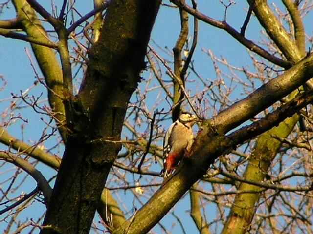 Specht | Foto: Bildrechte: Stefania Herod