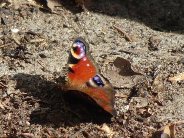 Pfauenauge | Foto: Bildrechte: Stefania Herod