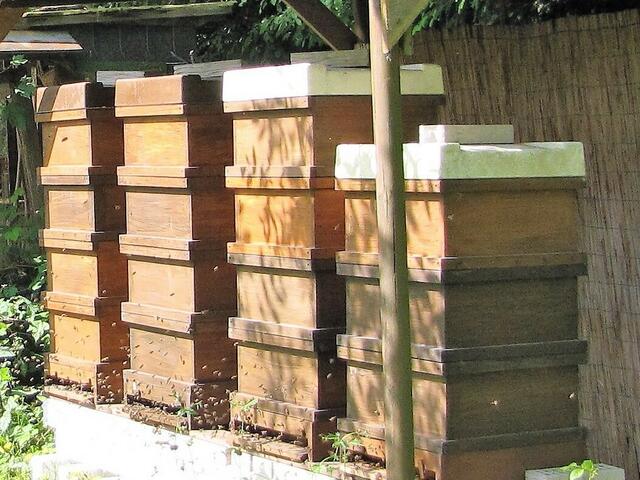 Bienen | Foto: Bildrechte: Stefania Herod