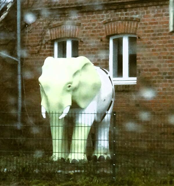 Weißer Elefant | Foto: Bildrechte: Stefania Herod