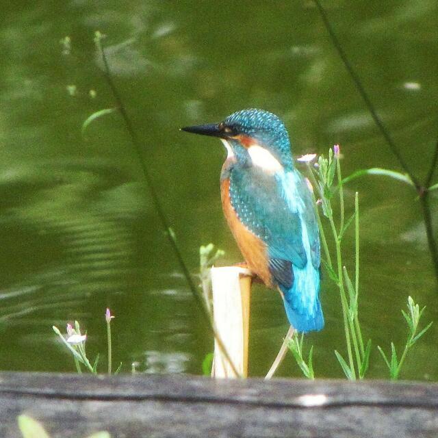 Eisvogel | Foto: Bildrechte: Stefania Herod