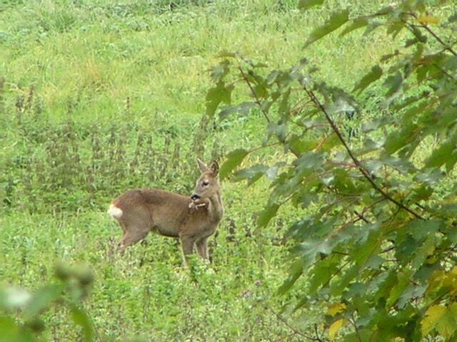 Reh | Foto: Bildrechte: Stefania Herod