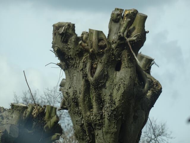 Baumwesen | Foto: Bildrechte: Stefania Herod